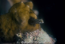 Shot on Kodachrome 64 with a Nikonos RS and 50 mm macro w... by Alan G. Miller 